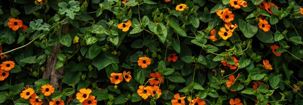 Schwarzäugige Susanne mit vielen orangen Blüten